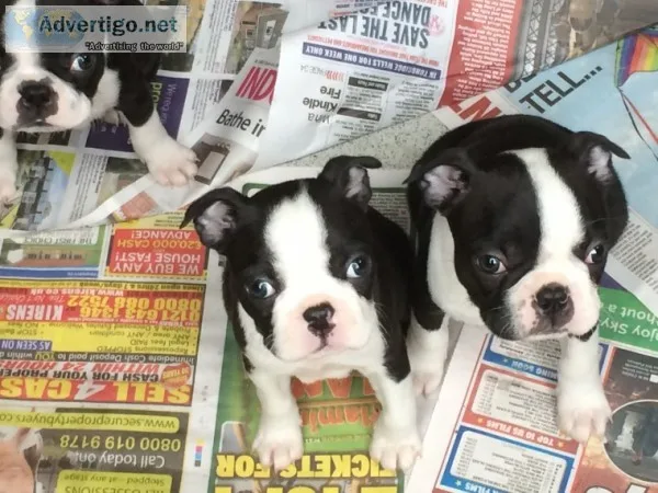 Boston terrier puppies for sale