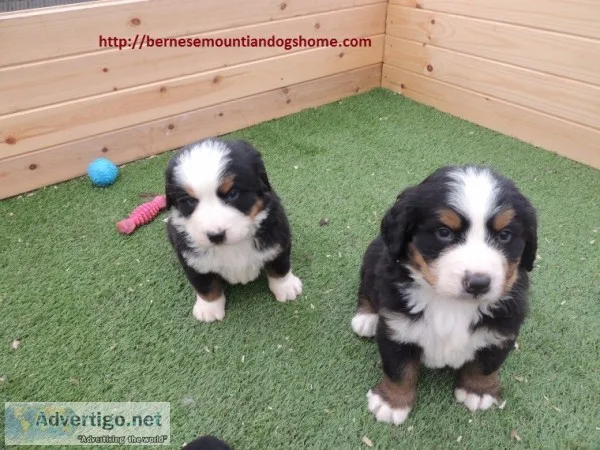 Bernese mountian dog 30% off