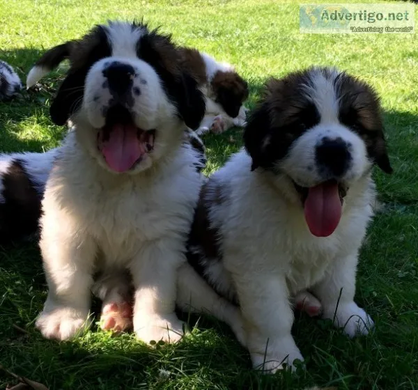 Quality saint bernard puppies