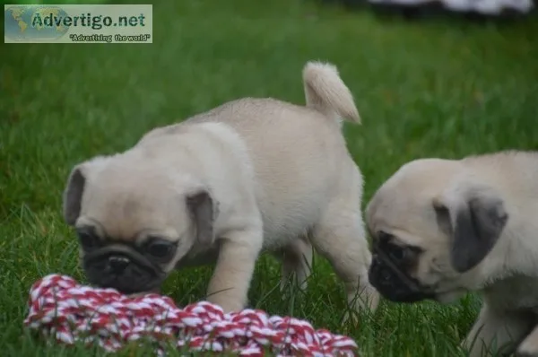 Obedient male and female pug puppies