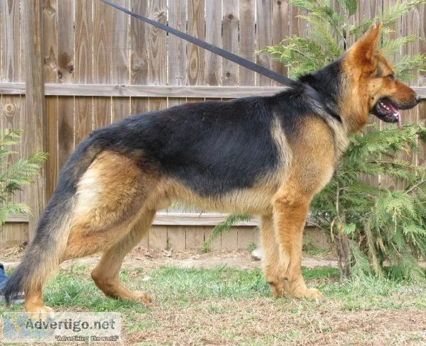 Stunning german shepard puppies
