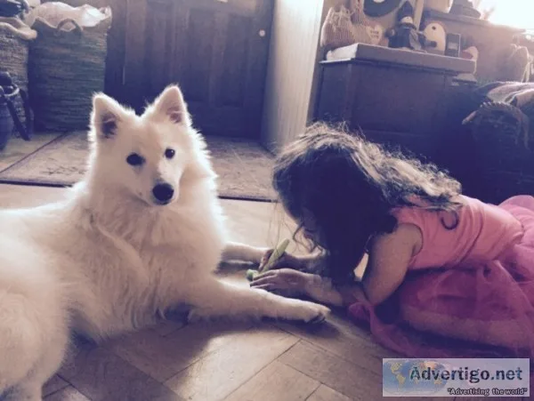 Fantastic quality japanese spitz puppies