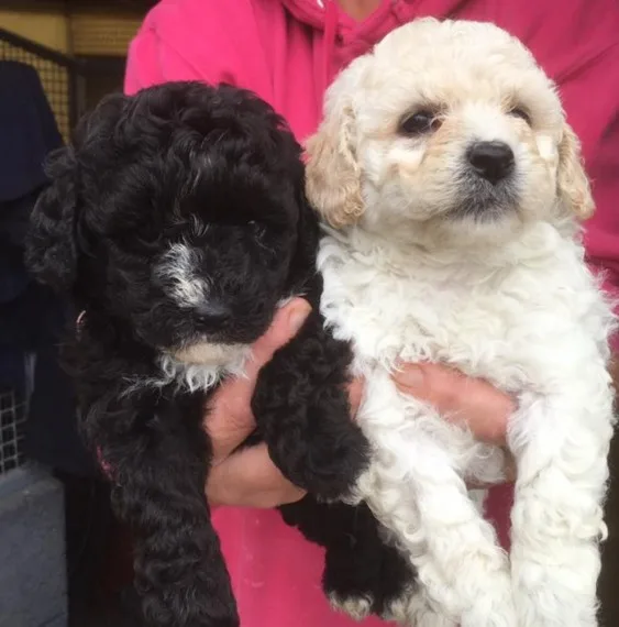 Gorgeous bichon frise puppies for sale 
