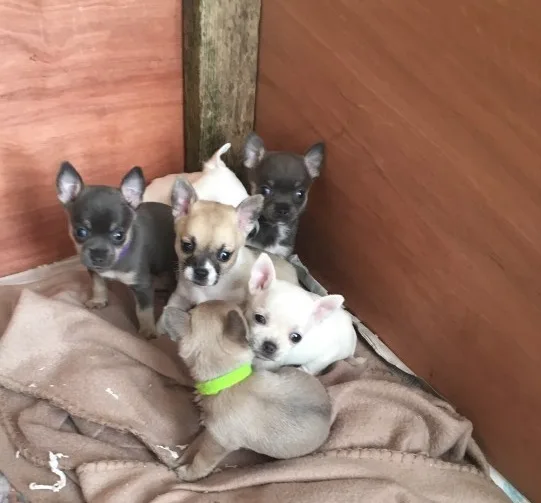 Chihuahua puppies ready now