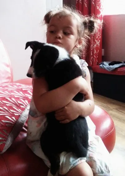Fantastic border collies puppies ready n