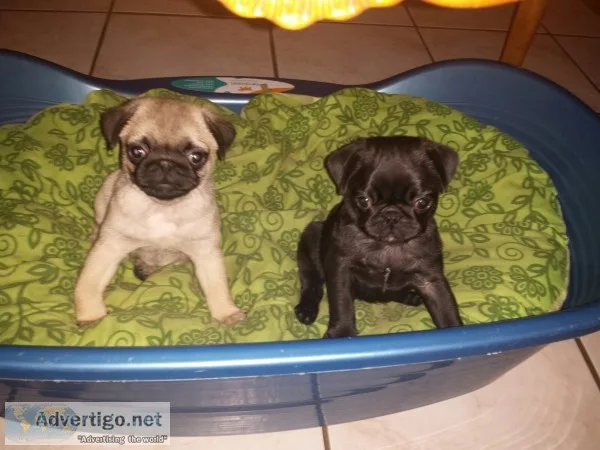 Obedient male and female pug puppies