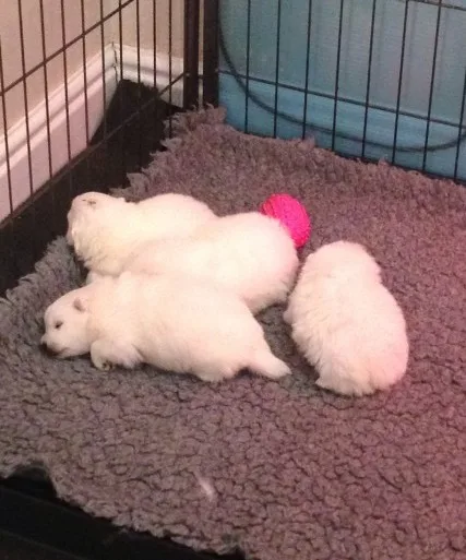 Fantastic quality japanese spitz puppies