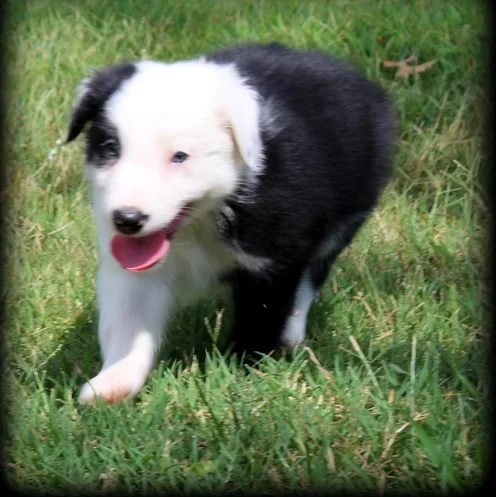 Fantastic border collies puppies ready n