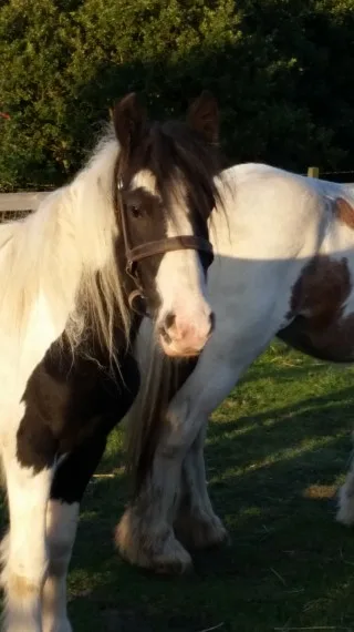 Young mare cob horse male and female fo