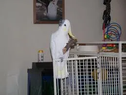 Umbrella cockatoo parrots with cage
