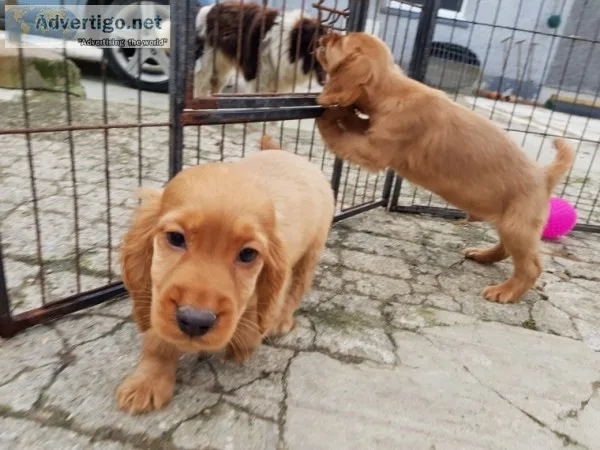 Akc registered cocker spaniel puppies