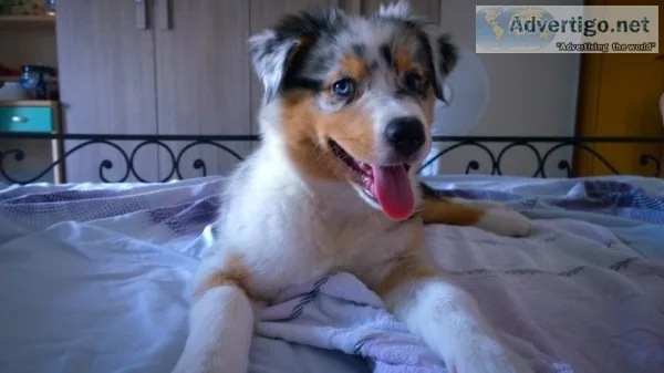 Merle australian shepard puppy for sale