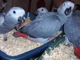 Hand reared talking african grey parrots