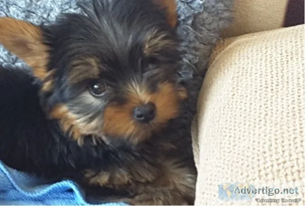 Yorkshire terrier pups for sale