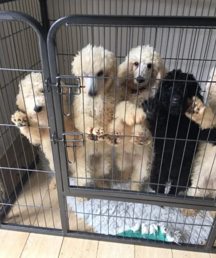 Standard poodle puppies available for