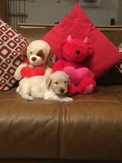 Obedient golden retriever puppies