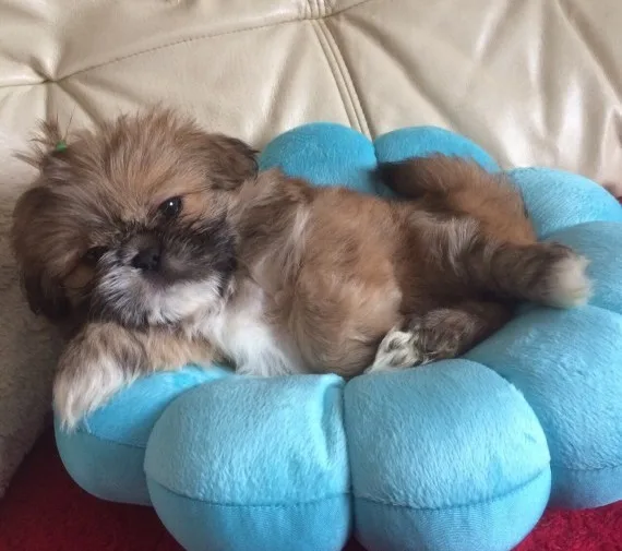 Shih tzu pups for sale