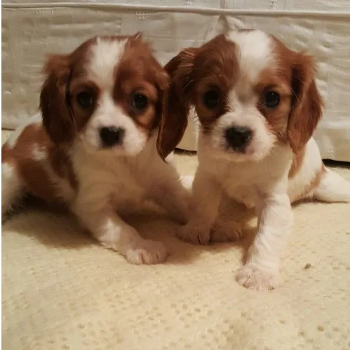 King charles spaniel pups
