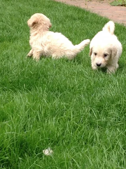 Young golden doodle puppies