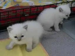 Cute munchkin kittens for sale