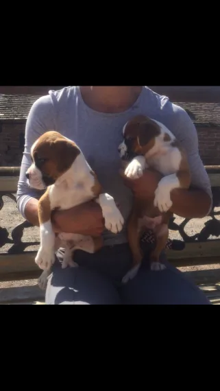 Young 12 weeks old male and female boxer