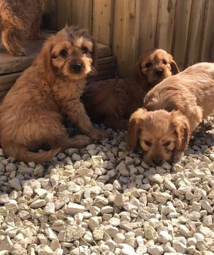 Obedient male and female cavapoo puppies