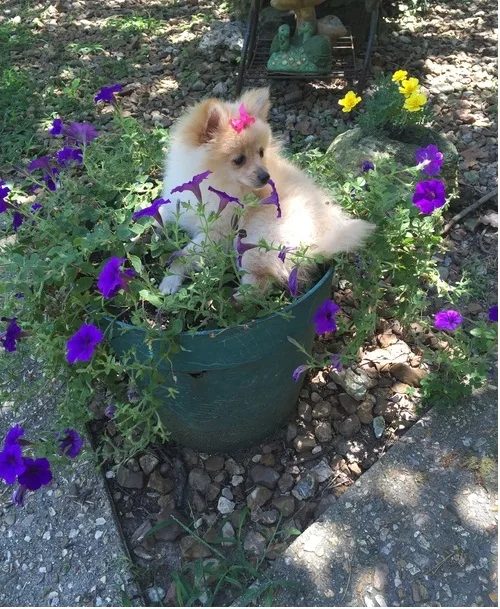 Pomeranian puppies ready to leave now