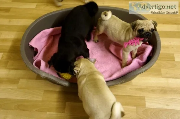 Obedient male and female pug puppies