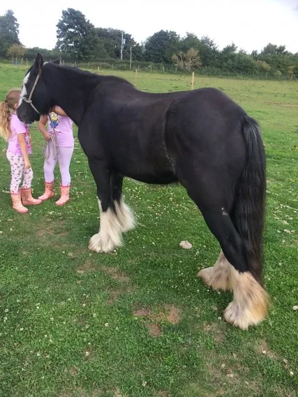Young mare cob horse male and female fo