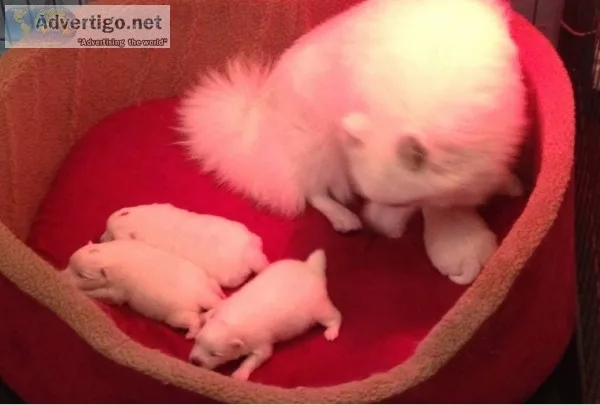 Fantastic quality japanese spitz puppies