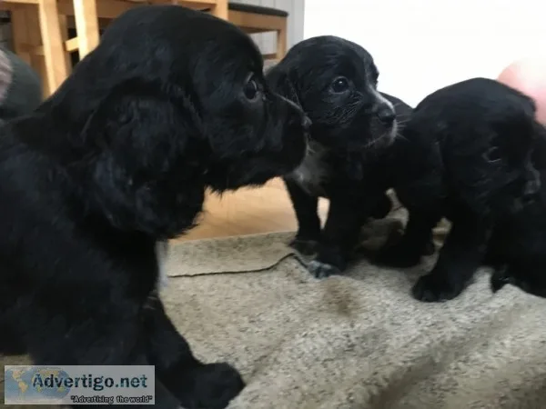 Akc registered cocker spaniel puppies