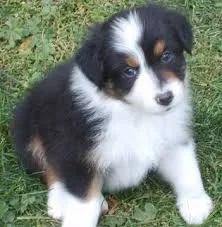 Merle australian shepard puppy for sale