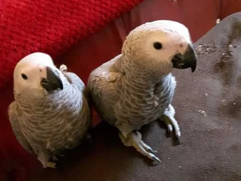 Hand reared talking african grey parrots