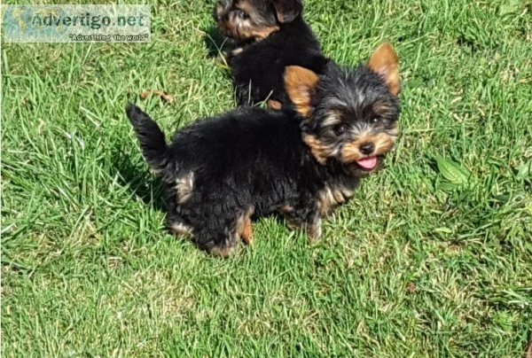 Yorkshire terrier pups for sale