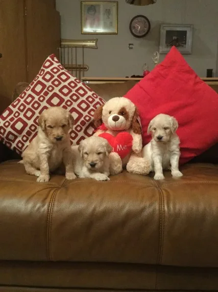 Obedient golden retriever puppies