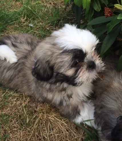 Shih tzu pups for sale