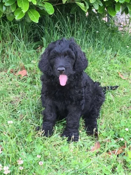 Young golden doodle puppies