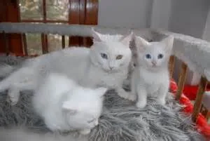 Cute munchkin kittens for sale