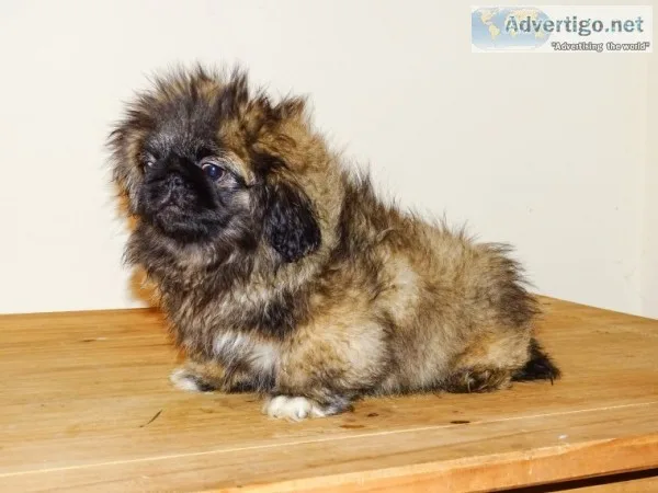 Adorable pekingese puppies for sale