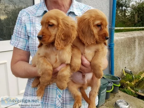 Akc registered cocker spaniel puppies