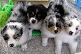 Merle australian shepard puppy for sale