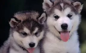 Alaska malamute puppies available now