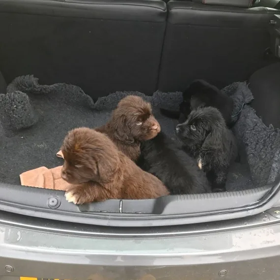 Newfoundland puppy for sale