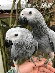 Hand reared talking african grey parrots