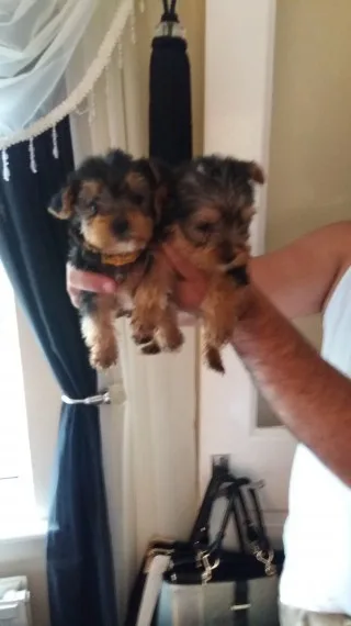 Yorkshire terrier pups for sale