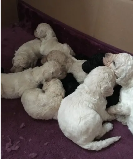 Standard poodle puppies available for