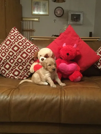 Obedient golden retriever puppies