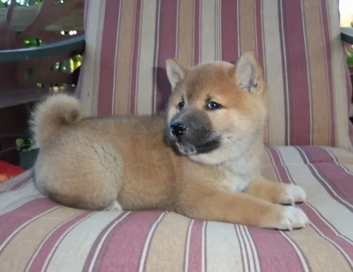Family raised shiba inu puppies for sale