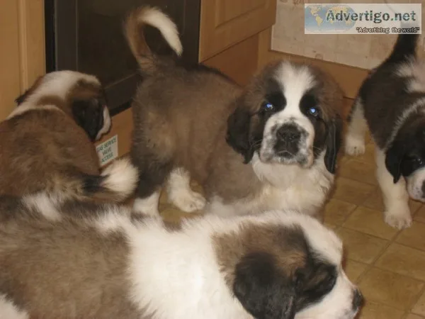 Quality saint bernard puppies