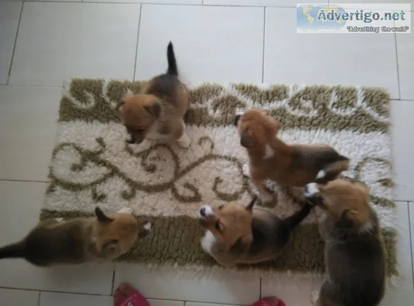 Welsh corgi puppies for sale